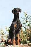 DOBERMANN 642